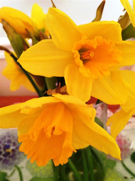 daffodil | Uconnladybug's Blog