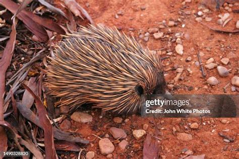 558 Echidna Australia Stock Photos, High-Res Pictures, and Images ...