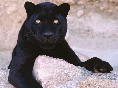 Panther - Wild Animals Photo (2870978) - Fanpop