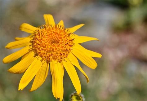 Арника (Arnica montana)