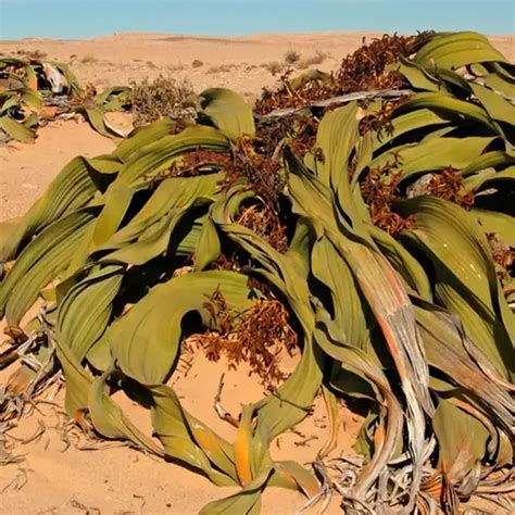 A planta imortal do deserto - Flores e Flores