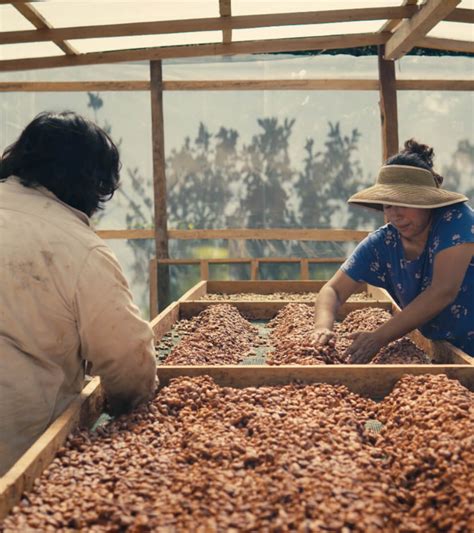 Drying Cocoa Beans » The Cocoa Circle