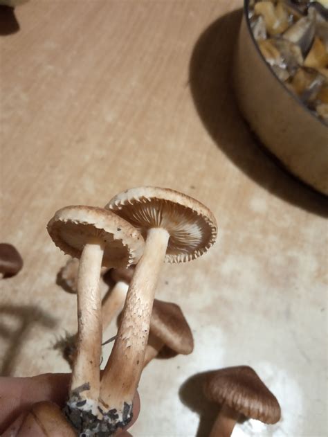Рядовка бородатая (Tricholoma vaccinum) фото и описание