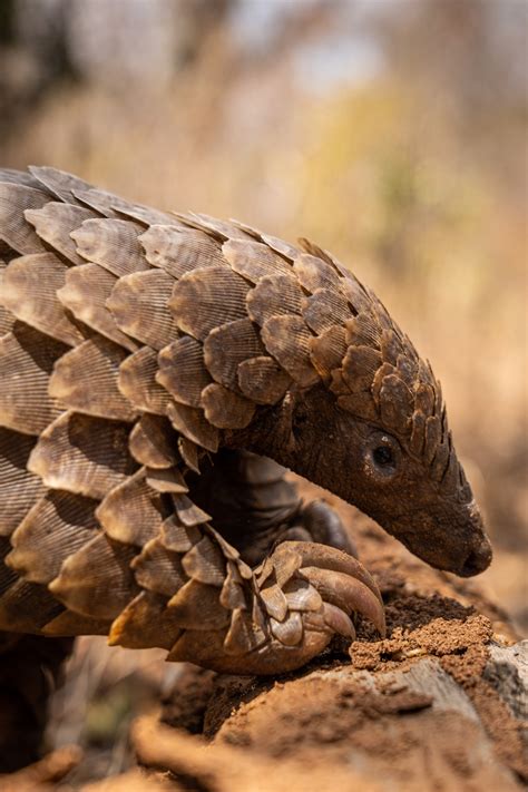 Deep dive: studying pangolin burrow sites - Lilongwe Wildlife Trust