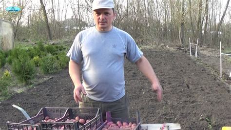 ПОСАДКА КАРТОШКИ НА УЧАСТКЕ ПО БОРОЗДЕ. - YouTube