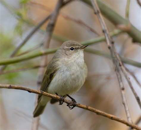 Пеночка-теньковка/Phylloscopus collybita/Chiffchaff | Flickr