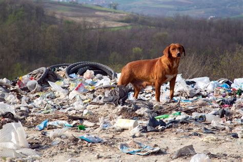 Правила чистоты и порядка в самых развитых странах