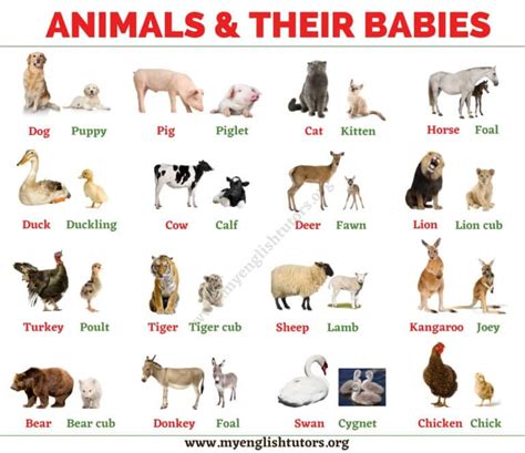 Baby Animals: List of Common Animals and Their Young Babies – My ...