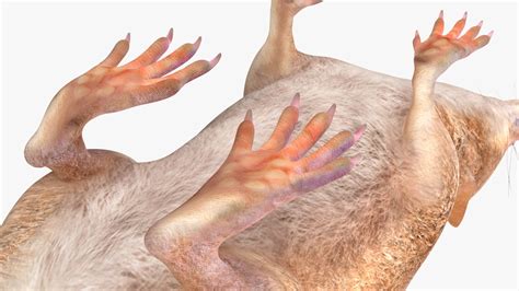 Eulipotyphla Idle Pose Model - TurboSquid 2164132