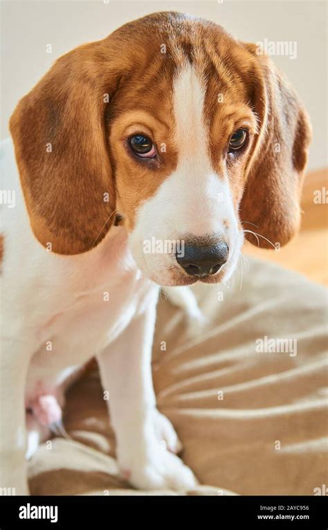 Dog puppy beagle Stock Photo - Alamy