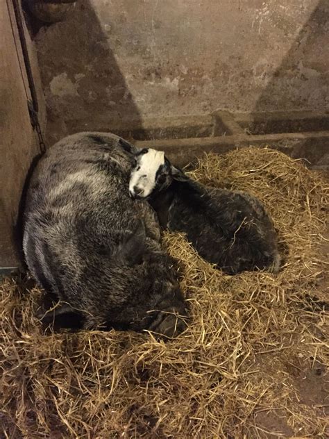 Home - Bayview Farm Cottages