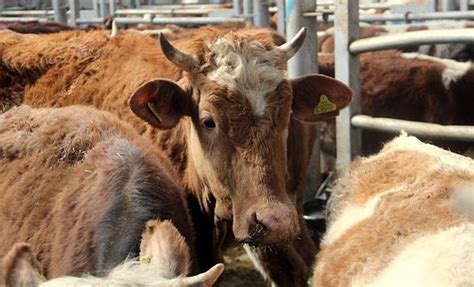 sap hastaligi korkusu turkiyede ilk sap hastaligi vakasi goruldu onedio