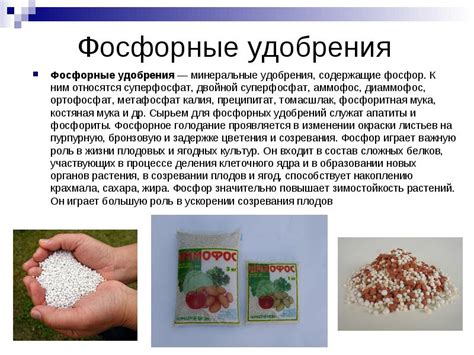 Фосфорные удобрения: это какие, названия и виды, состав и правила ...