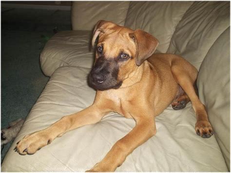 Black Mouth Cur - Puppies, Breeders, Facts, Pictures, Price, Lifespan ...