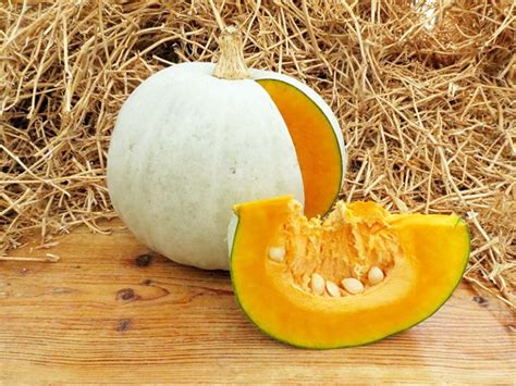 Тыква | Бататовые Кущи
