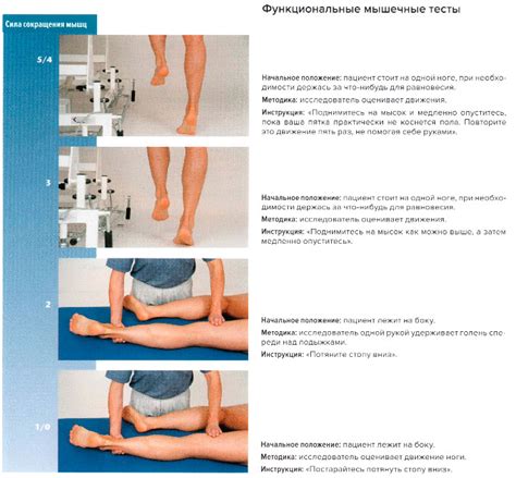 Икроножная мышца — SportWiki энциклопедия