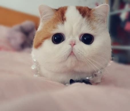 Фото Милый котик с большими глазами