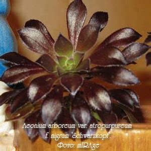 Эониум Aeonium - уход в домашних условиях, размножение