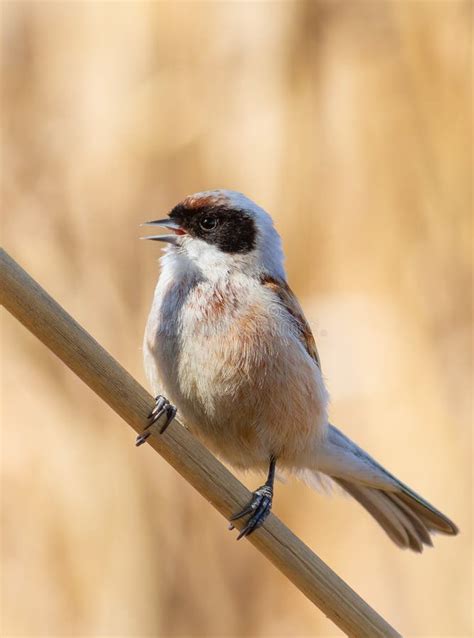Eurasian Penduline Tit, Remiz Pendulinus. a Bird Sings, Calling Stock ...