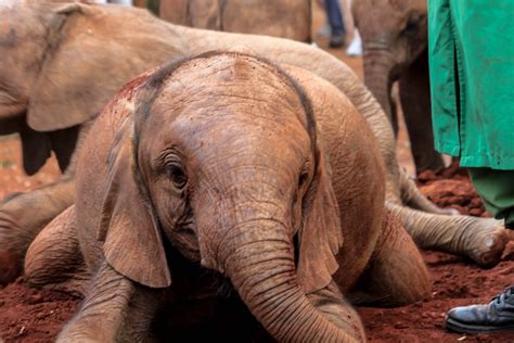 Visit Kenya: Best of Kenya Tourism | Expedia Travel Guide