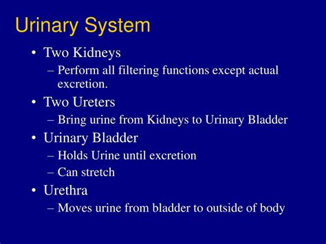 Urinary System Ppt 6