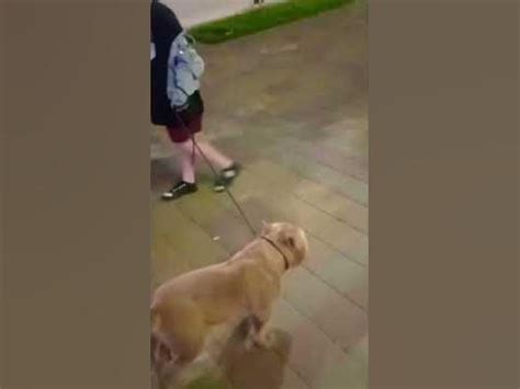 Мои🥰,дочка Даша 9 лет и американский булли покет Степан. С воспитанной ...