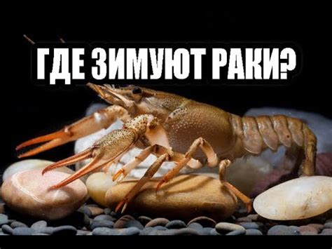 ГДЕ ЗИМУЮТ РАКИ? - YouTube