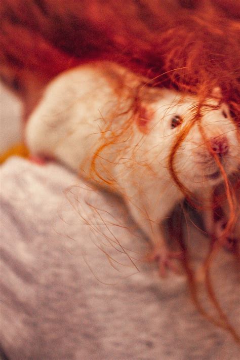 rat rodent redhair  photo  pixabay pixabay