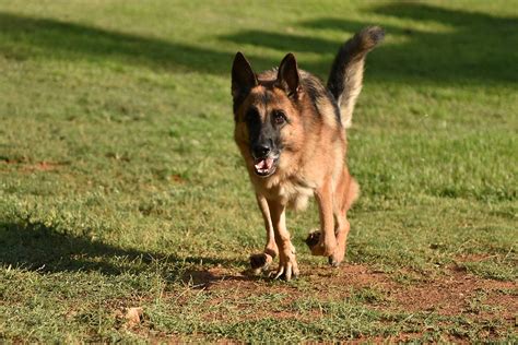 GSD Gemma DSC_0094a | George Agasandian | Flickr