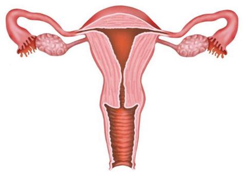 What Is Normal Size of Uterus? | MD-Health.com