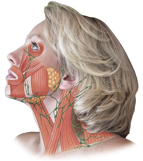 anatomy | Лицо, Красота, Здоровье