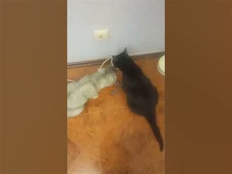 Кошачий Инь Янь #cat #котэ #котки #котик #милыекоты #животные - YouTube