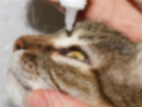 У кошки гноится глаз: чем промыть в домашних условиях, какие капли ...