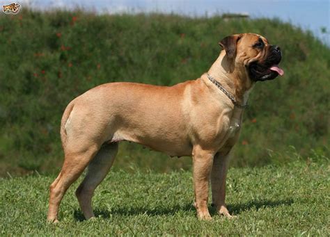 Bull Mastiff Breeds | PETSIDI