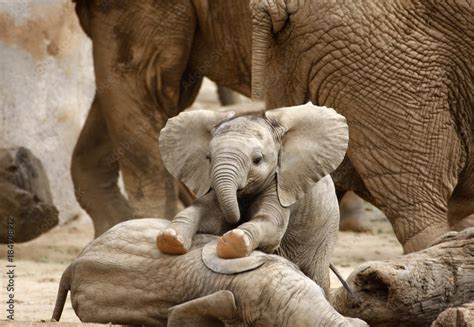 Baby Elephant Playing