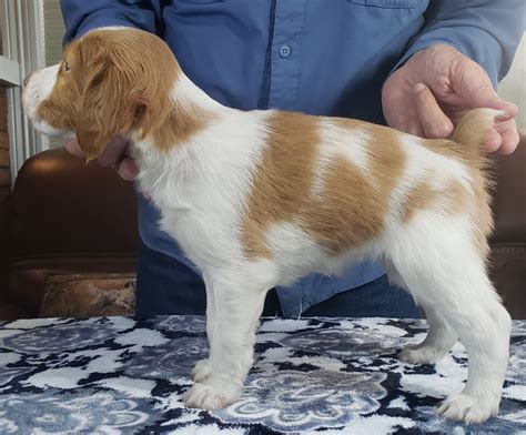 Belle_Indy_2024_Brittany_pup_Fern