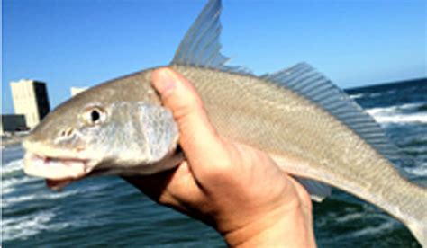 catch whiting fishing  florida shores