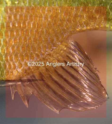 Reference Photo of Bluegill, 8658 – Anglers Artistry