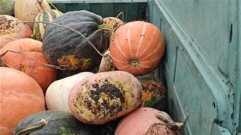Понятно, что ничего не понятно🤕, 🎃🎃🎃тыква, гуси🦢, утки🦆 - YouTube