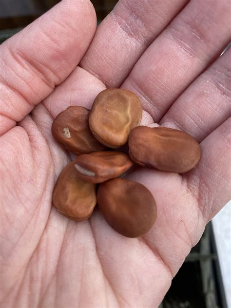 broad beans part    grow checklist  beginners