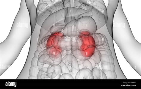Urethra Female High Resolution Stock Photography and Images - Alamy