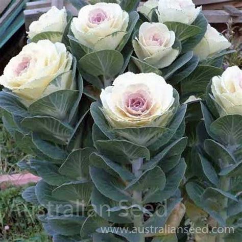 Buy KALE, Flowering, Airy, seed | Australian Seed