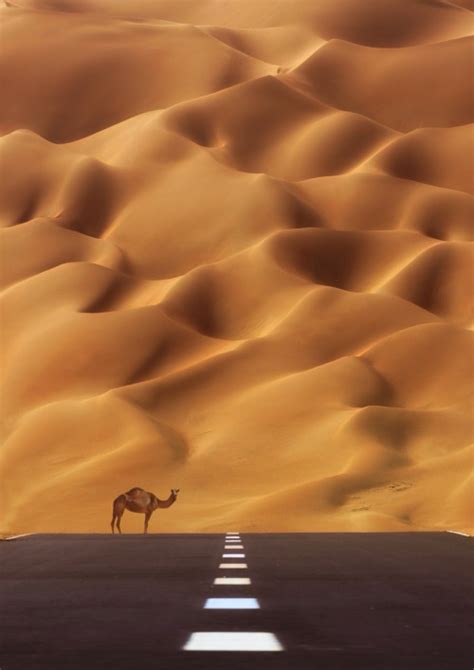 Camel and dunes | MATTHEW'S ISLAND