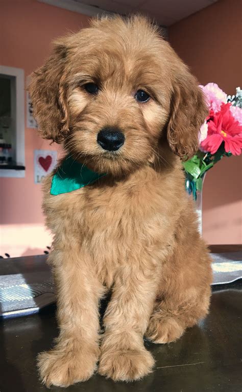 √√ Teddy Bear Puppies Connecticut - Buy Puppy In Your Area
