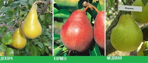 Колоновидная груша: сорта и названия, фото, отзывы