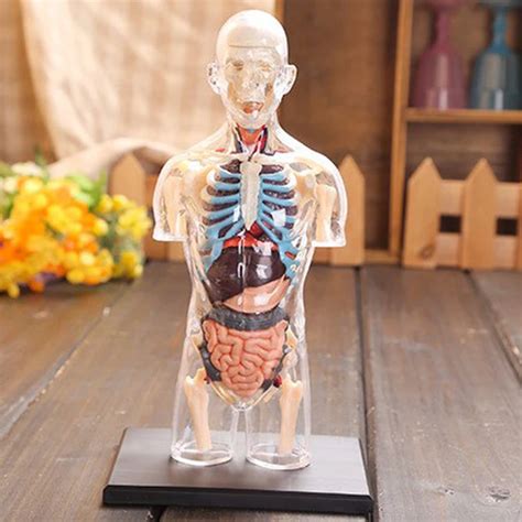human torso anatomy model   model  torso brain parts heart