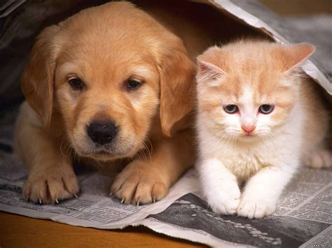 cuki képek - Google keresés Cute Puppies And Kittens, Cute Cats And ...