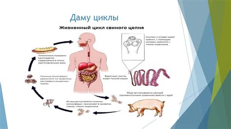 Тениоз және тениаринхоз - презентация онлайн