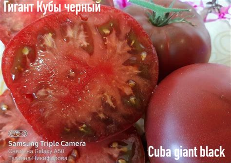Томат Гигант Кубы черный: описание сорта, ОТЗЫВЫ, фото | tomatland.ru