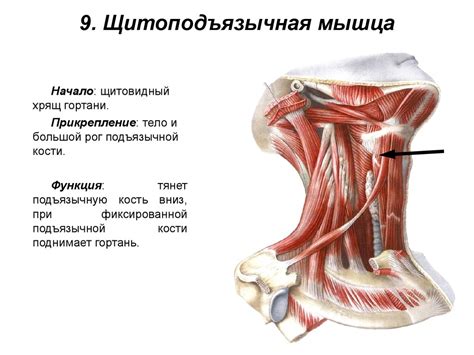 Мышцы шеи. Поверхностные мышцы шеи. Глубокие мышцы шеи - презентация онлайн